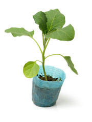  eggplant seedlings ready for transplanting