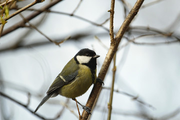 Kohlmeise im Winter auf einem Ast sitzend Nahaufnahme Parus major