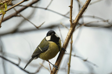 Kohlmeise im Winter auf einem Ast sitzend Nahaufnahme Parus major