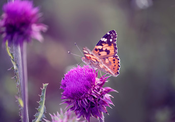 Lilac Thistle flower and butterfly urticaria on a green meadow. Selective soft focus.