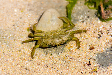 A small green shore crab Carcinus maenas seen in a shallow rock pool at Lyme Regis in Dorset