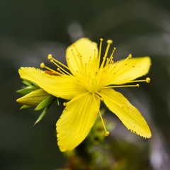 Hypericum flowers (Hypericum perforatum or St John's wort) on the meadow , selective focus on some...