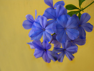   blue  flowers on yellow background