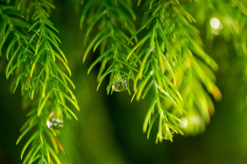 Water Drop in the Sete Cidades Zone, Azores