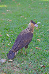 Brazilian Hawk. This big brazilian bird is very rare in brazilian savannah.