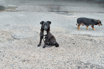 Two dogs are waiting for a yummy.Two homeless dogs.