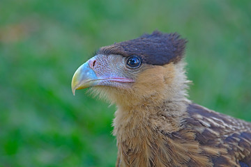 Brazilian Hawk. This big brazilian bird is very rare in brazilian savannah.