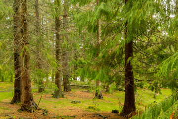 rainy day in the Opacua forest in Alvava