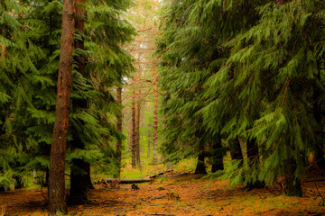 rainy day in the Opacua forest in Alvava