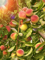 Ripe sweet peaches grow on a tree in the garden. Fruit on a branch. Harvesting in the fall. Natural vitamins. Vegetarian food..