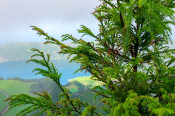Flora in the Sete Cidades zone, Azores