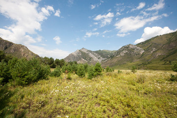 Naklejka premium grass field in the Katun river valley, Chemal district, Altai Republic, month of August