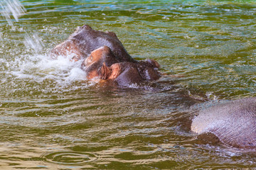 Fototapeta premium Common hippopotamus (Hippopotamus amphibius) or hippo in water