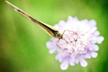 Papillon en fleur - 7