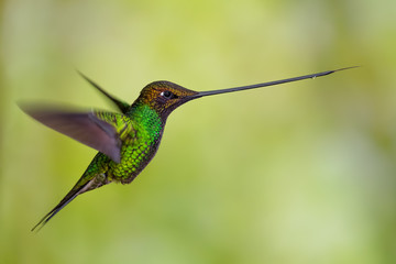 Sword-billed Hummingbird - Ensifera ensifera, popular long beak hummingbird from Andean slopes of South America, Guango Lodge, Ecuador.