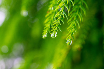 Water Drop in the Sete Cidades Zone, Azores