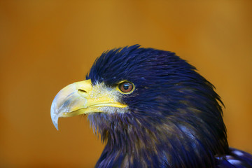 White-tailed eagle (Haliaeetus albicilla) are also known as sea eagle, portrait with orange background.