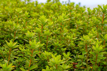 Flora in the Sete Cidades zone, Azores