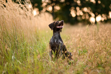 Happy brown dog sitting among the gold spikelets open his mouth looking up