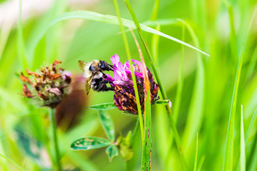 A common carder bee Bombus pascuorum feeding on a red clover flower