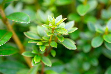 Flora in the Sete Cidades zone, Azores