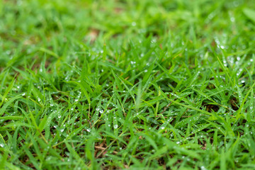 Rain drops of dew on green grass in nature spring background.