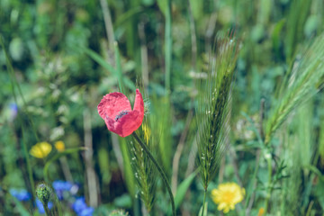 Landscape nature- red poppy