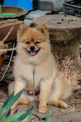 Pomeranian dog brown