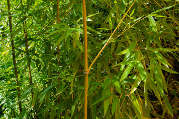 Evergreen thickets of bamboo Phyllostachys aureosulcata with openwork leaves on branches as decoration in beautiful garden. Close-up. Selective focus. North Caucasus nature concept for design.