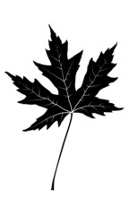 Black vector maple leaf silhouette