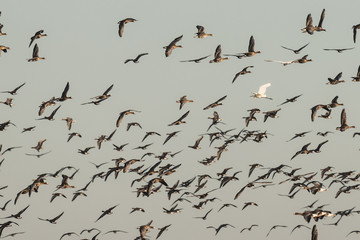 Flock of White-fronted Geese, Anser albifrons, flying with egret