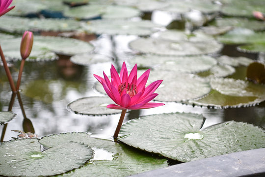 Pink lily flower blooming in pond isolated on blurred background. Sunny summer days. Close up.