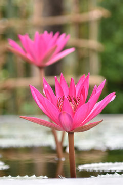 Pink lily flower blooming in pond isolated on blurred background. Sunny summer days. Close up.