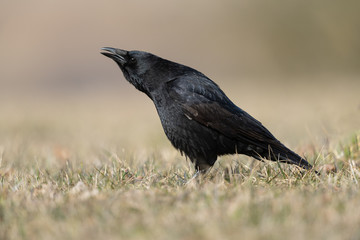 Carrion crow in a meadow