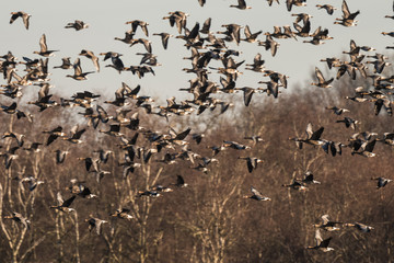 Flock of White-fronted Geese, Anser albifrons, flying