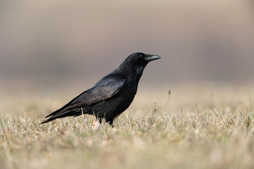 Carrion crow in a meadow