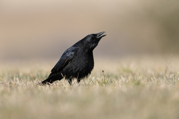 Carrion crow in a meadow