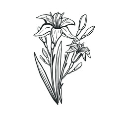 Vector illustration with hand drawn lily isolated on white. Botanical illustration with blossoming lily flowers, buds and leaves.