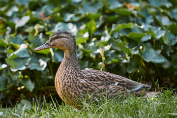 Female wild duck Mallard against ivy background
