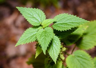 Fototapeta na wymiar Macro Photo of a plant nettle. Nettle with fluffy green leaves. Background Plant nettle grows in the ground