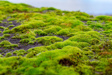 Moss on a stone wall in the Sete Cidades area, Azores