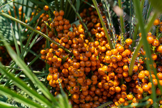 Palmfr&uuml;chte