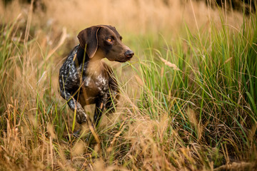 Dark brown dog walking in the gold spikelets - Powered by Adobe