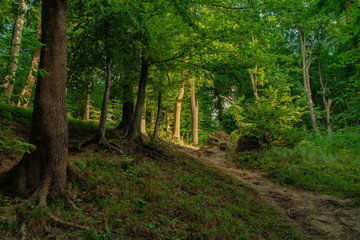 beautiful European mountain forest vivid colorful green trees foliage and hiking hill trail natural scenery landscape environment of summer season weather time 