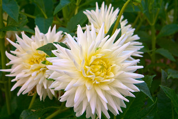 Blooming white asters in the garden.