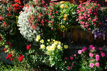 Fototapeta na wymiar bunte Blumenpracht in Alpbach