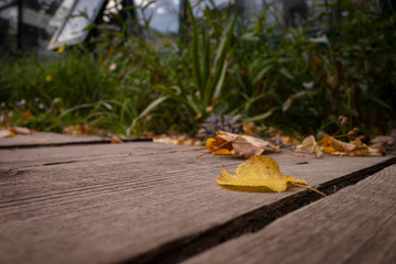 Yellow leaf on a wooden board in the garden
