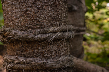 Primitive fence made of branches and hemp rope
