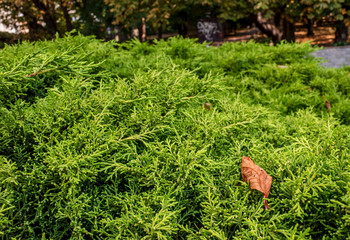 Dry yellow leaf on a green bush thuja