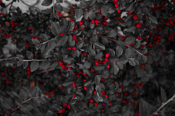 Beeren rot